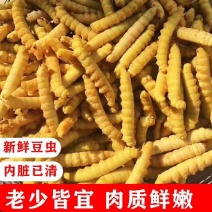 山东特产豆虫豆丹鲜活速冻冷链运输产地批发