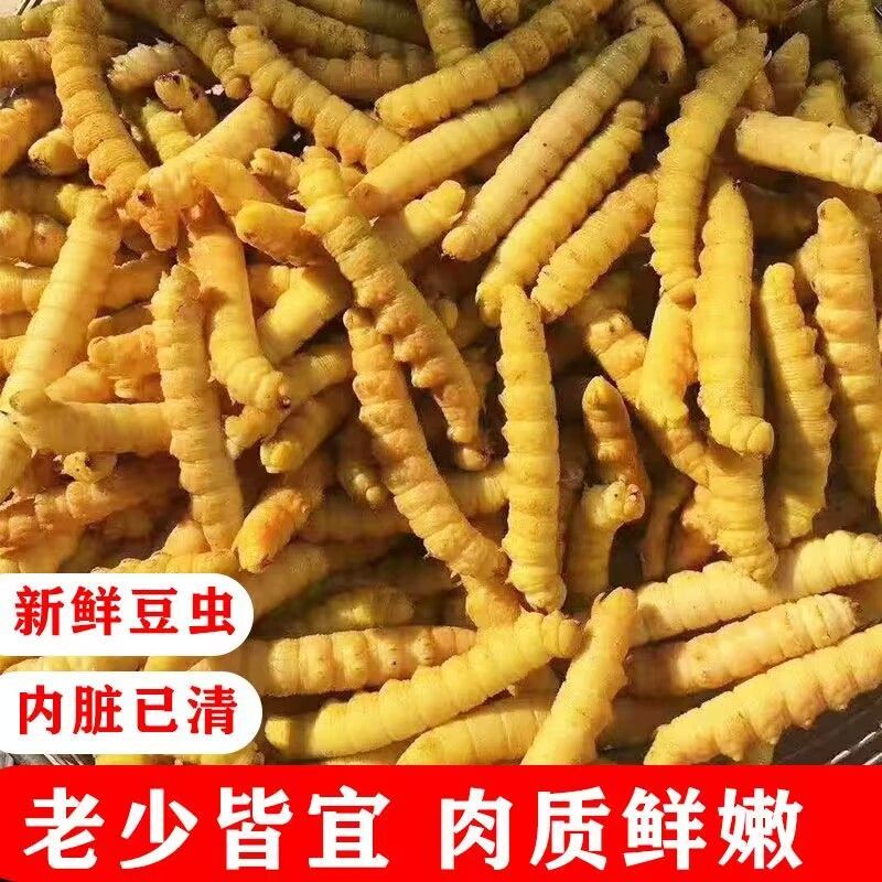 豆虫净重3斤包邮山东特产产地直发批发零售量大可谈