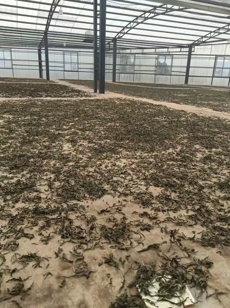临沧凤庆22年春茶古树散茶纯料生态茶叶，自家茶叶