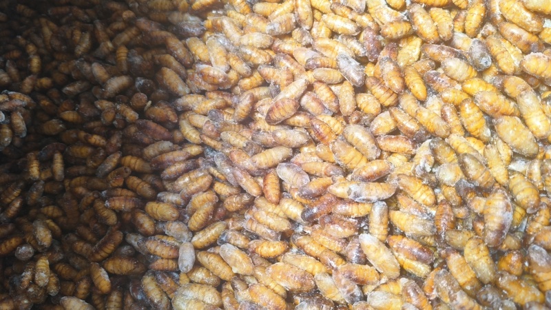 500g/袋金丝蚕蛹可定制箱规30袋/箱