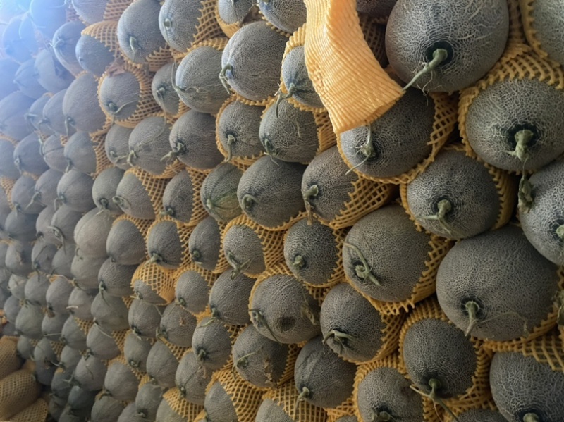 西周蜜、哈密瓜🍈、皮毛好、口感甜、产地直销代发全国各地