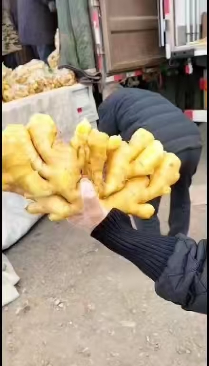 德州《大黄姜/红芽姜》泥姜水洗姜风干姜批发/存库