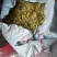 旋覆花现货***********