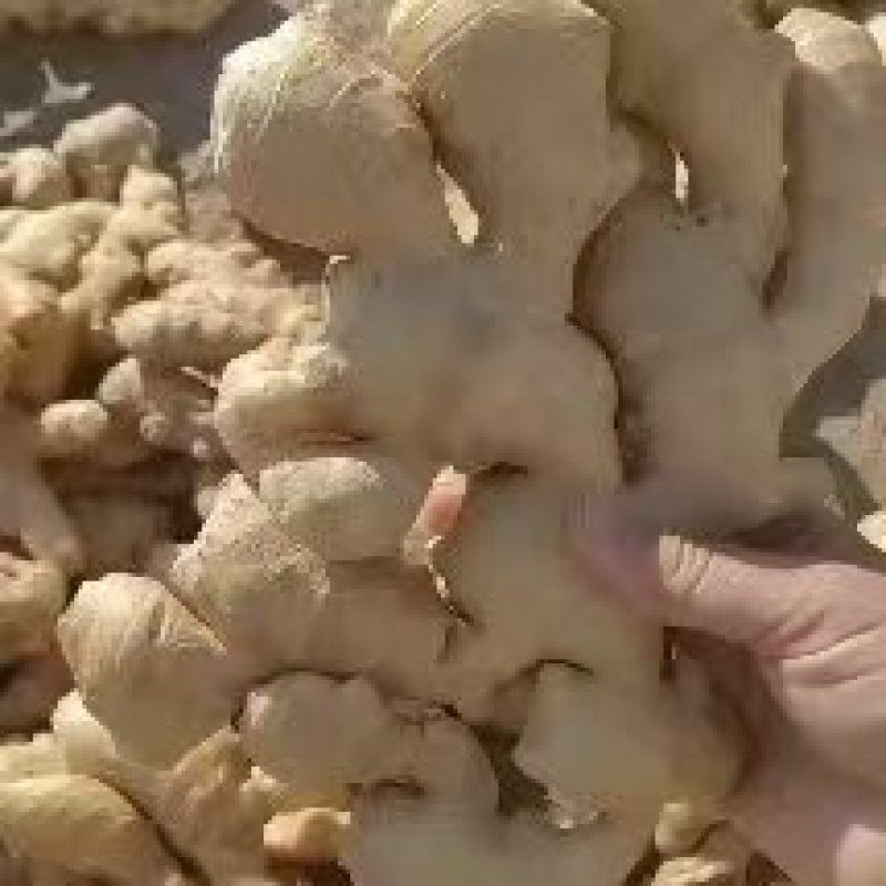 优质【大黄姜/红芽姜】水洗姜风干姜沙土姜/存库