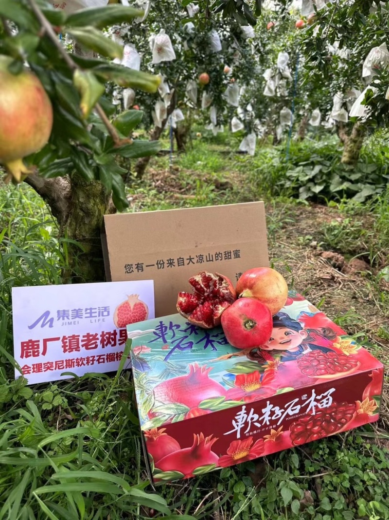 四川会理石榴
