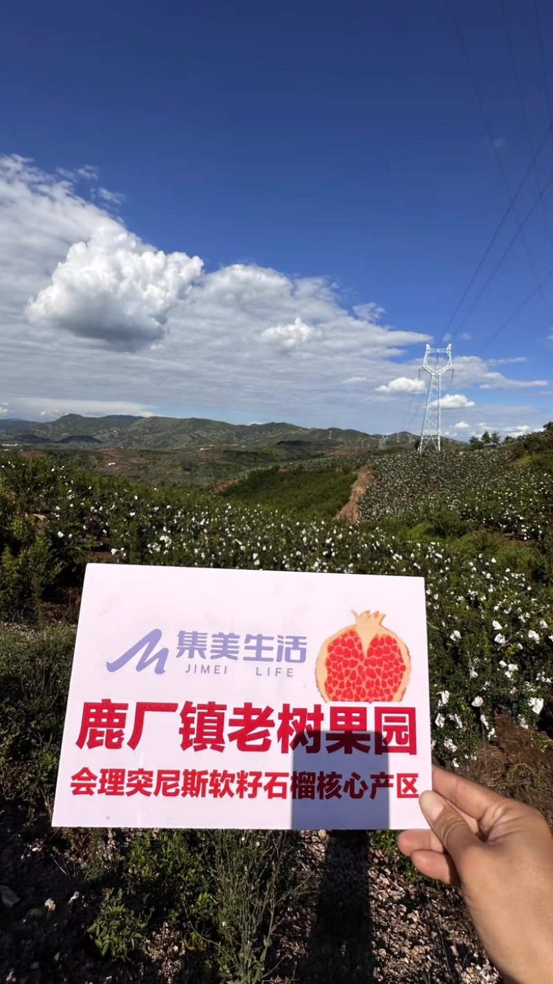 四川会理石榴