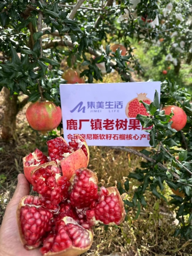 四川会理石榴