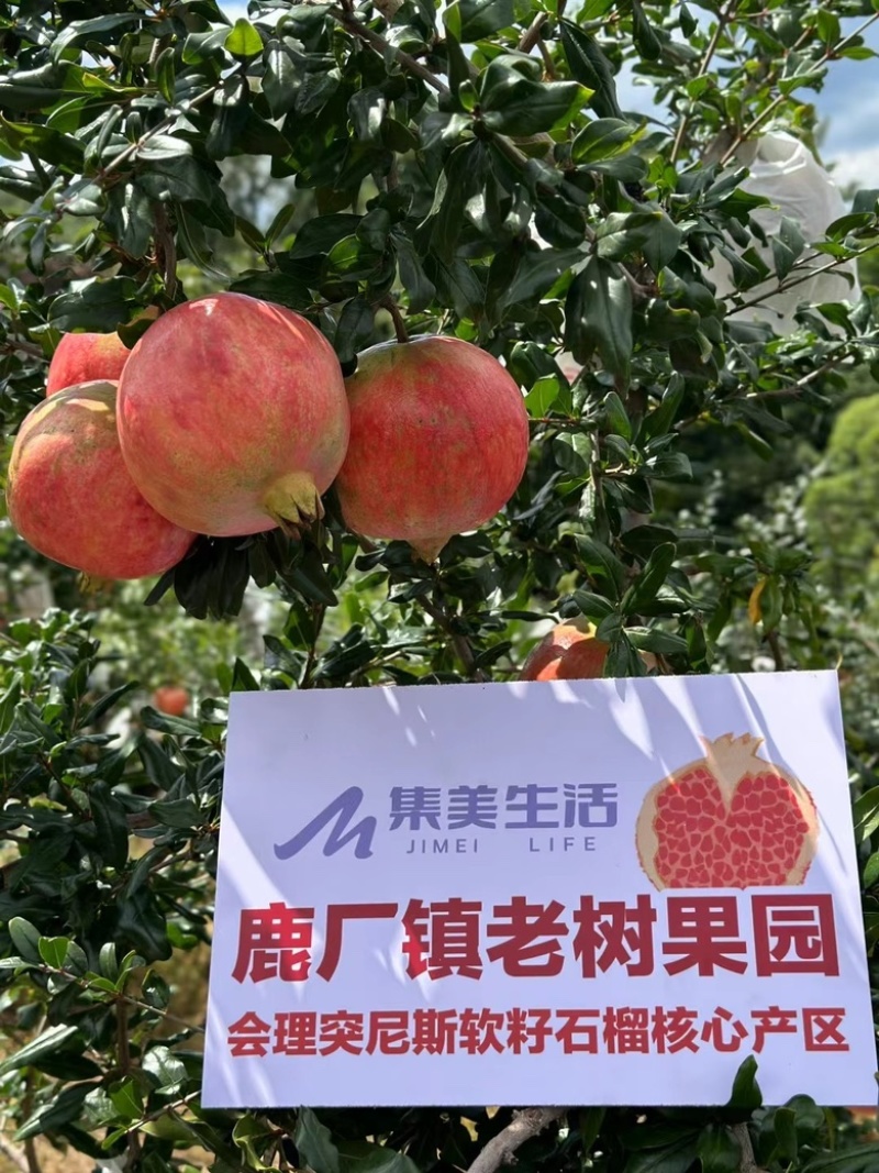 四川会理石榴