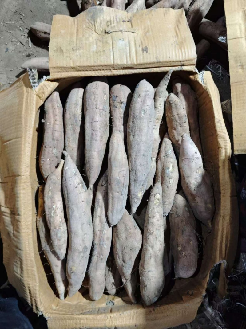 白哈密红薯口感好个头均匀量大价优品质保障欢迎选购