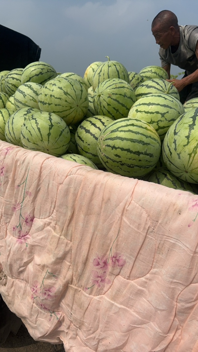 美都西瓜