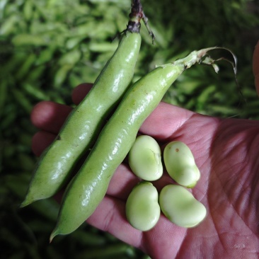 胡豆蚕豆