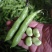 胡豆蚕豆