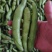 胡豆蚕豆