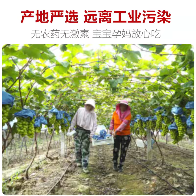 安徽葡萄/阳光玫瑰/产地货源/大量上市/量大从优