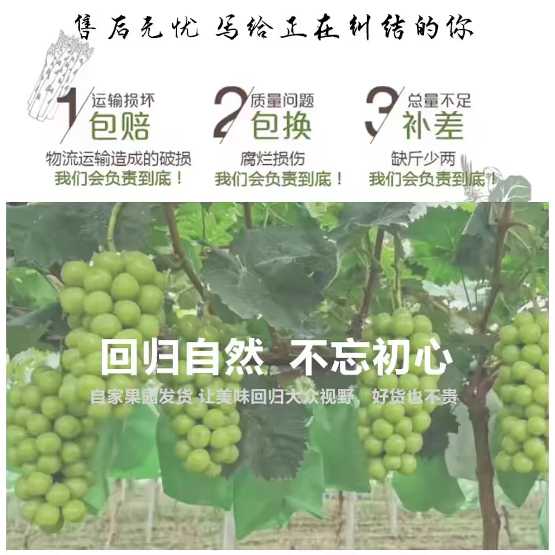 安徽葡萄/阳光玫瑰/产地货源/大量上市/价格便宜
