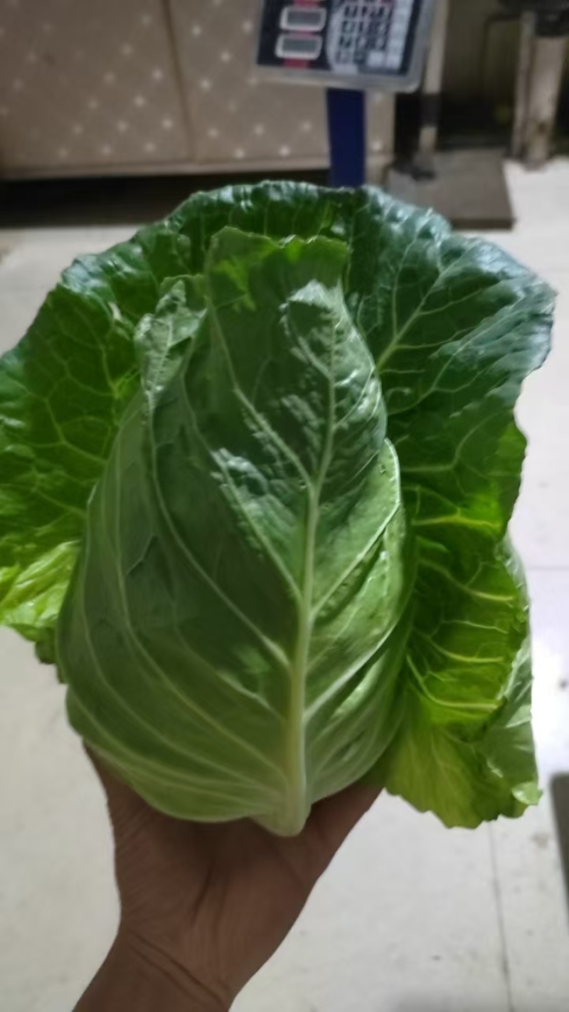 云南牛心露天栽培，高山冷凉蔬菜