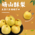 安徽酥梨/砀山酥梨/自家一手货源/一件代发/供应市场电商
