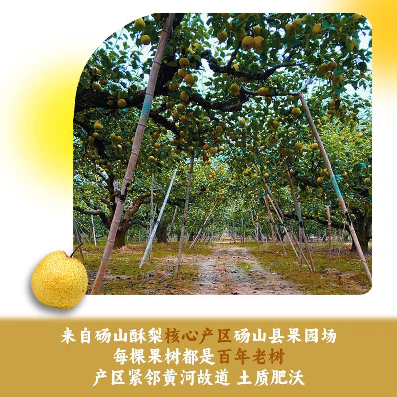 安徽酥梨/砀山酥梨/自家一手货源/一件代发/供应市场电商