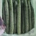 【精品黄瓜】云南黄瓜，产地直发，对接各大电商平台批发市场