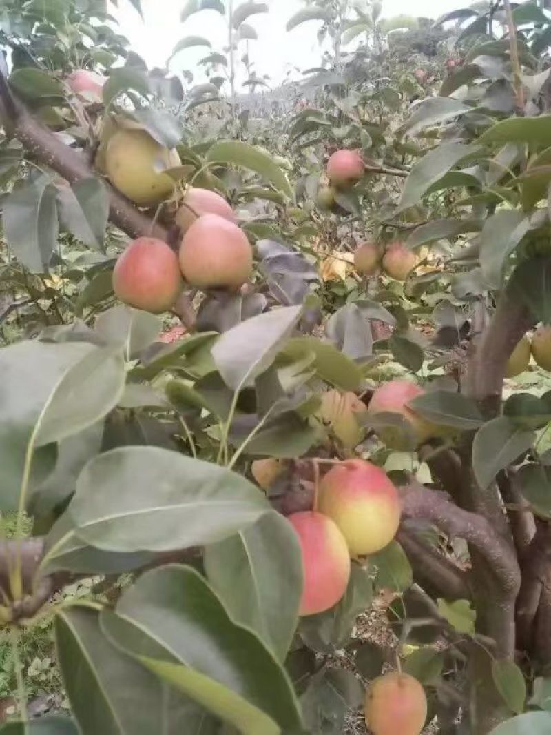 高原红梨社区团购