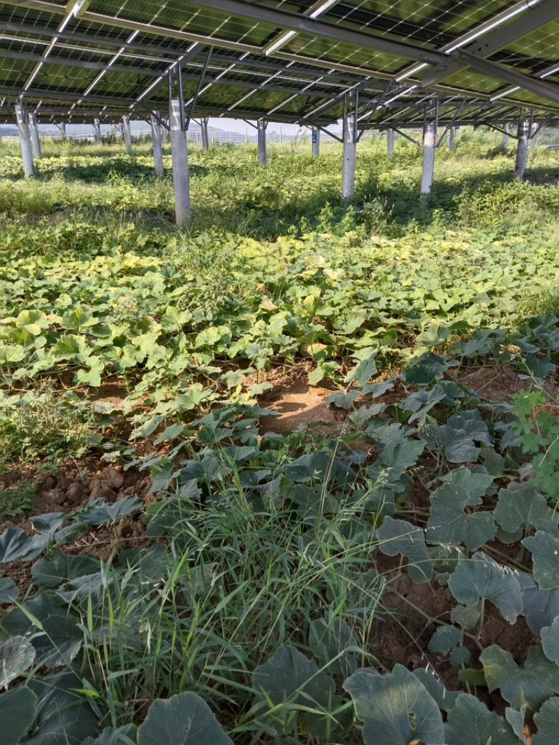 南瓜密本南瓜大量上市货源充足欢迎采购，全国发货