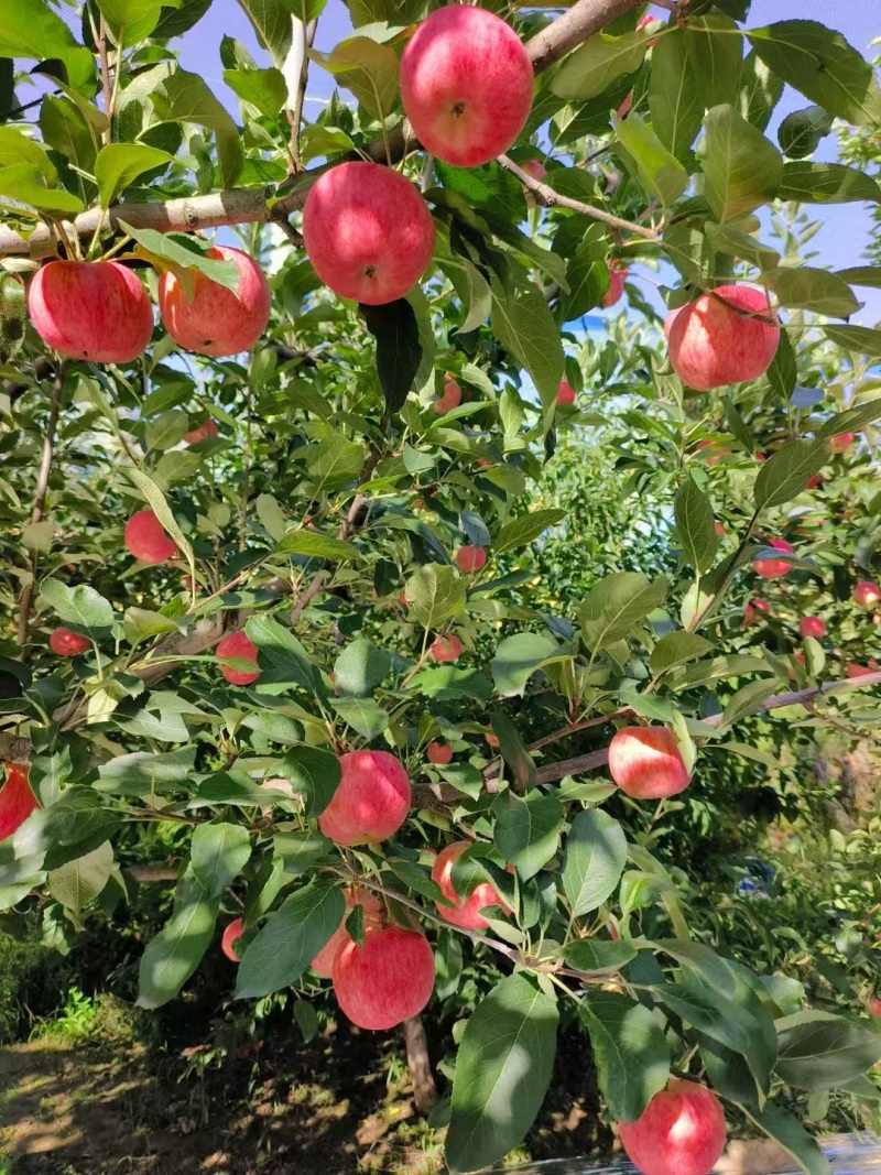 陕西省延安市宜川县苹果大量上市！嘎啦8月15号，弘钱9月