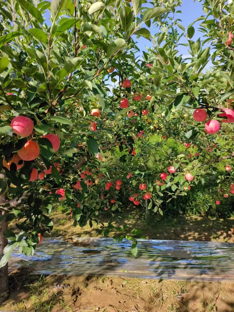 陕西省延安市宜川县苹果大量上市！嘎啦8月15号，弘钱9月