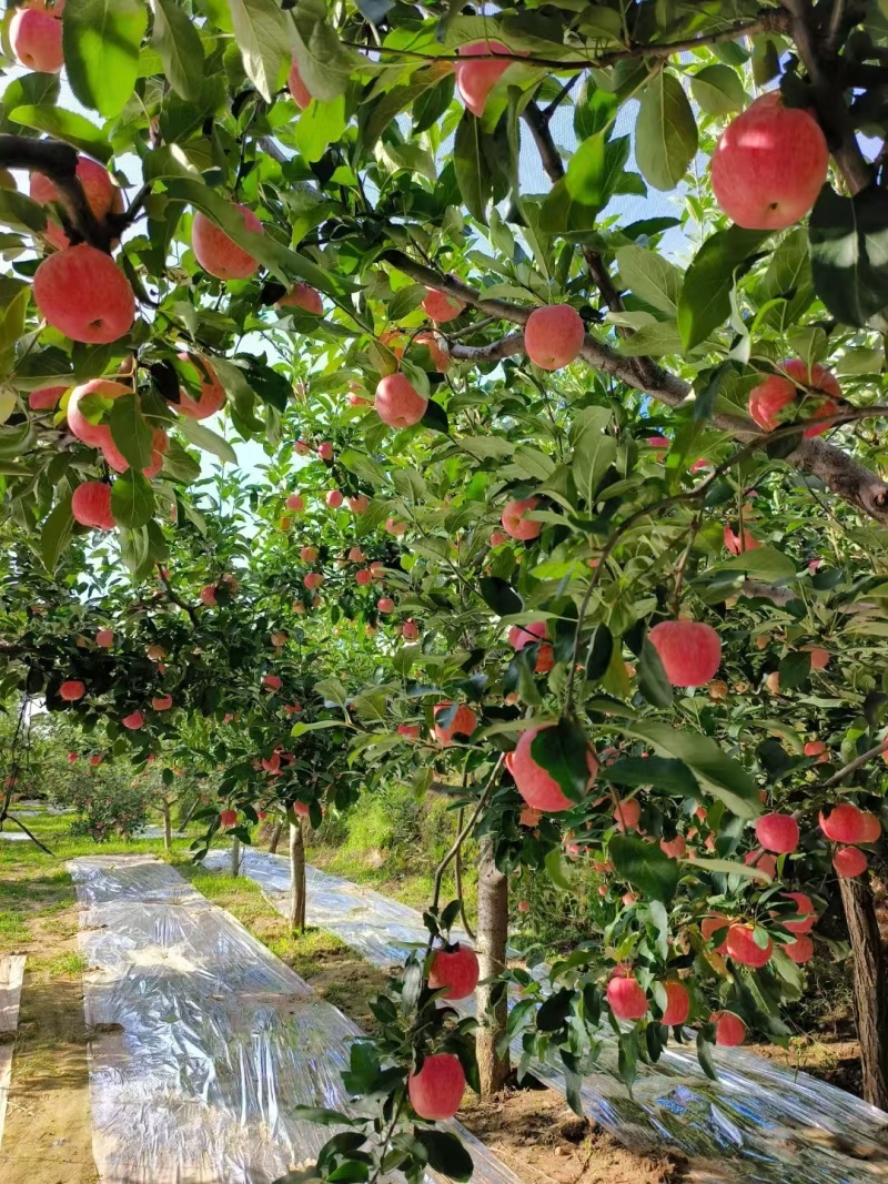 陕西省延安市宜川县苹果大量上市！嘎啦8月15号，弘钱9月