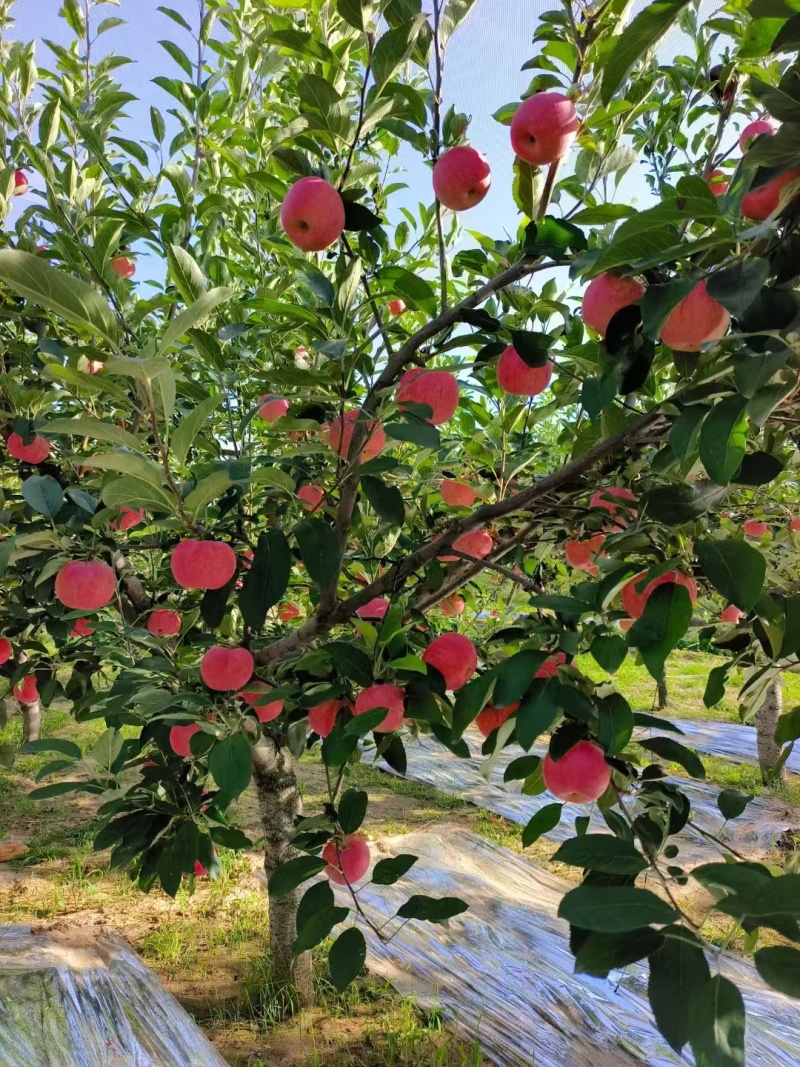 陕西省延安市宜川县苹果大量上市！嘎啦8月15号，弘钱9月