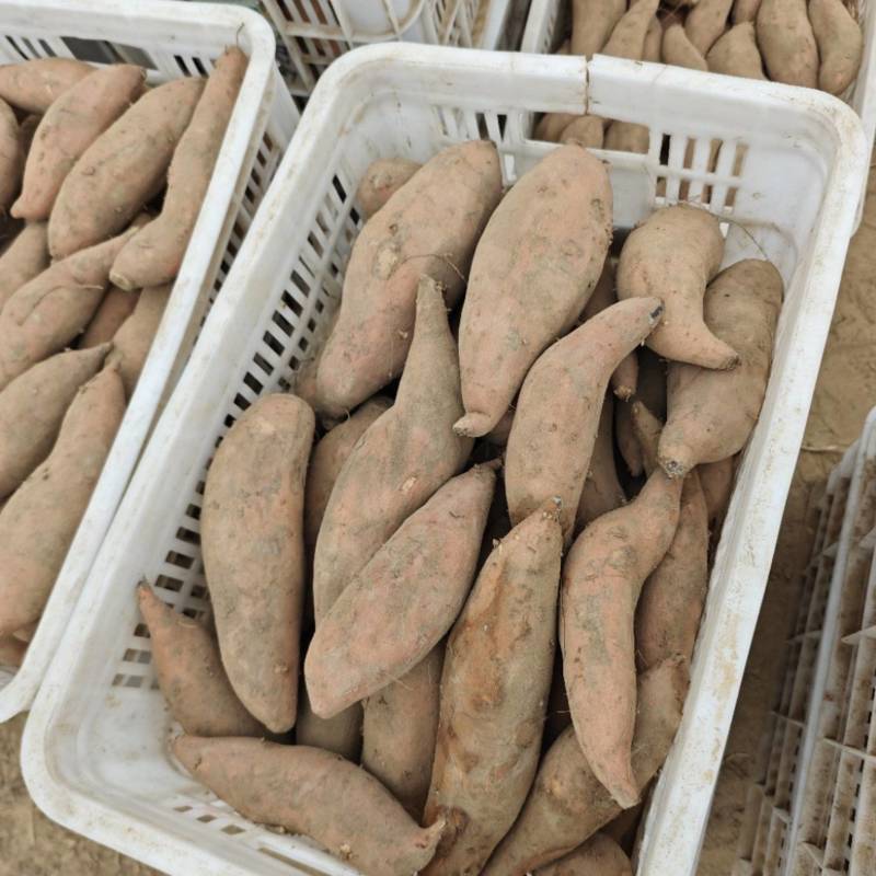 龙九红薯上市了个头均匀对接市场档口批发量大价优欢迎选购
