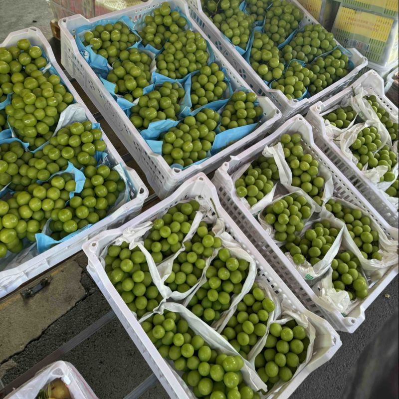 河南夏邑阳光玫瑰葡萄晴王葡萄商丘大棚种植产地量大