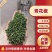 花椒/青花椒/山东花椒/山东花椒粉/青麻椒/全国发货