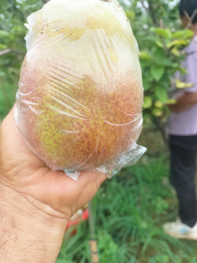 媚梨七号梨中精品，皮薄肉厚满口爆汁，甜度高水分大。