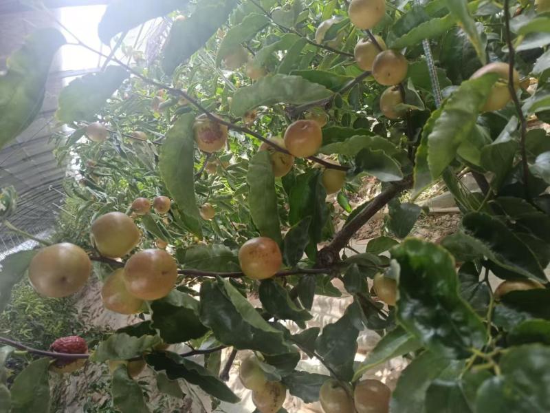 优选大荔冬枣个头大脆甜品质保障诚信经营实力货发全国