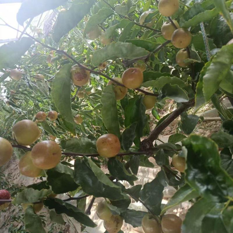 优选大荔冬枣个头大脆甜品质保障诚信经营实力货发全国