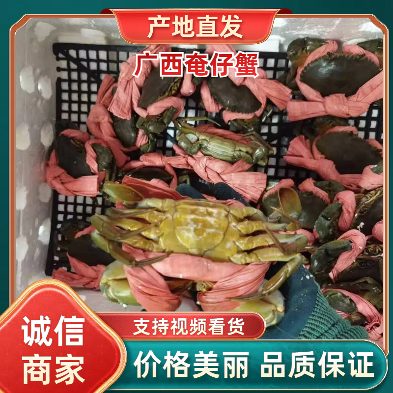 越南优质奄仔蟹味道鲜美可大量供货量大从优诚信经营
