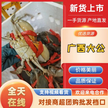 越南一手大公大量上市可全国发货欢迎各位老板咨询合作