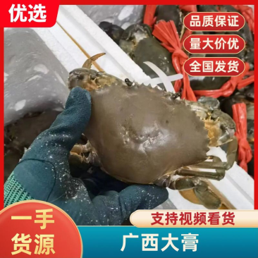 越南精选大膏多年老店货源充足品质优良