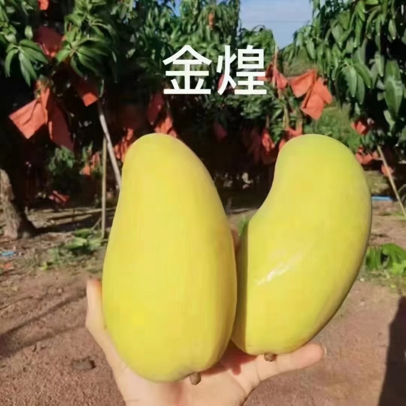 【顺丰包邮】海南金煌芒当季热带水果新鲜芒果生熟
