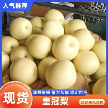 【皇冠梨】河北赵县皇冠梨产地规模大货源充足支持看货