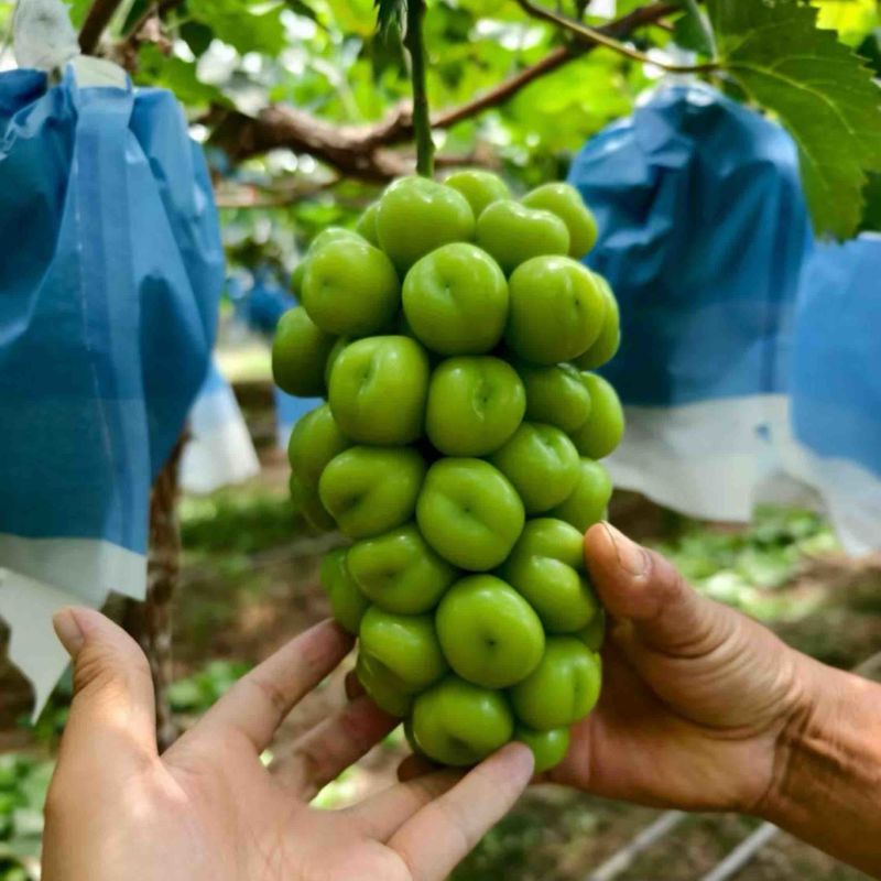 陕西产区阳光玫瑰大量上市精品货颗粒大串型好糖度高🍇🍇