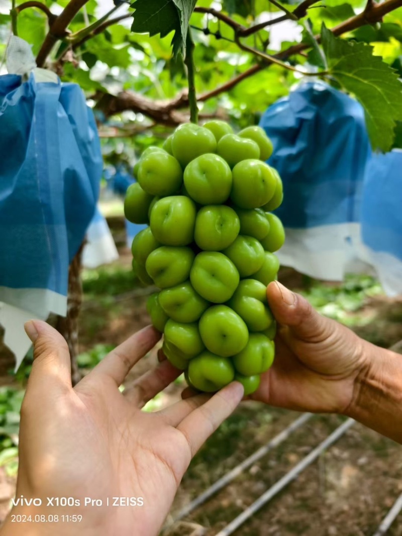 陕西产区阳光玫瑰大量上市精品货颗粒大串型好糖度高🍇🍇