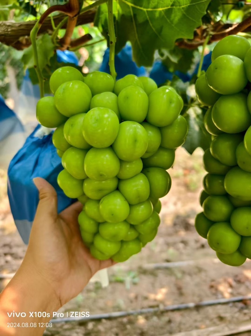 陕西产区阳光玫瑰大量上市精品货颗粒大串型好糖度高🍇🍇