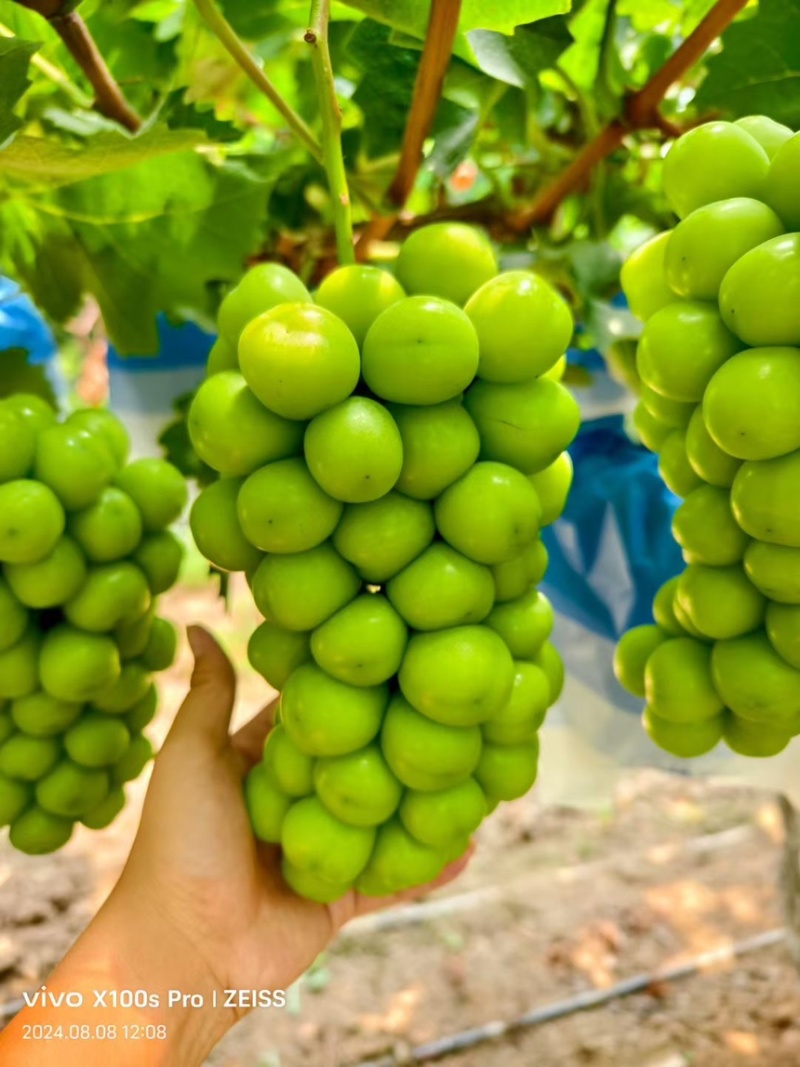 陕西产区阳光玫瑰大量上市精品货颗粒大串型好糖度高🍇🍇