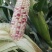 新鲜花糯玉米，口感好，无虫，满尖