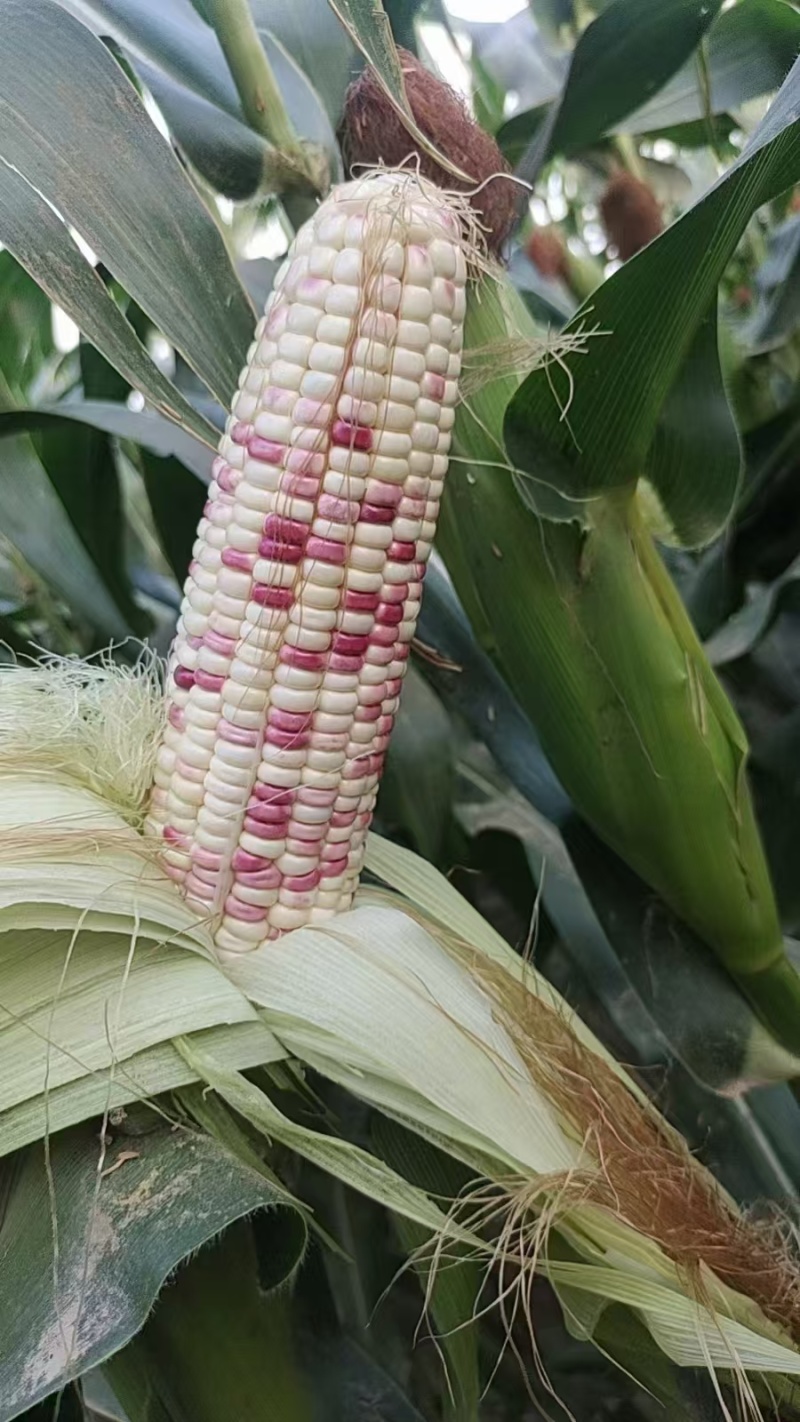 新鲜花糯玉米，口感好，无虫，满尖