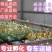 【优质】脱温四季鹅苗产蛋脱温鹅苗疫苗齐全质量保证