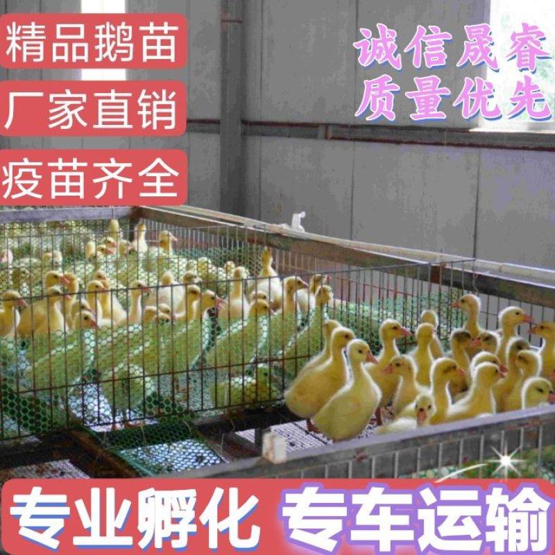 【优质】脱温四季鹅苗产蛋脱温鹅苗疫苗齐全质量保证