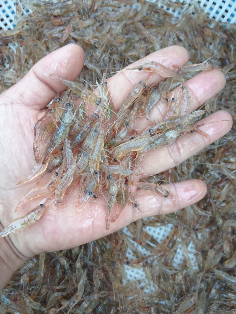 正宗贵州北盘江。生态河虾活虾