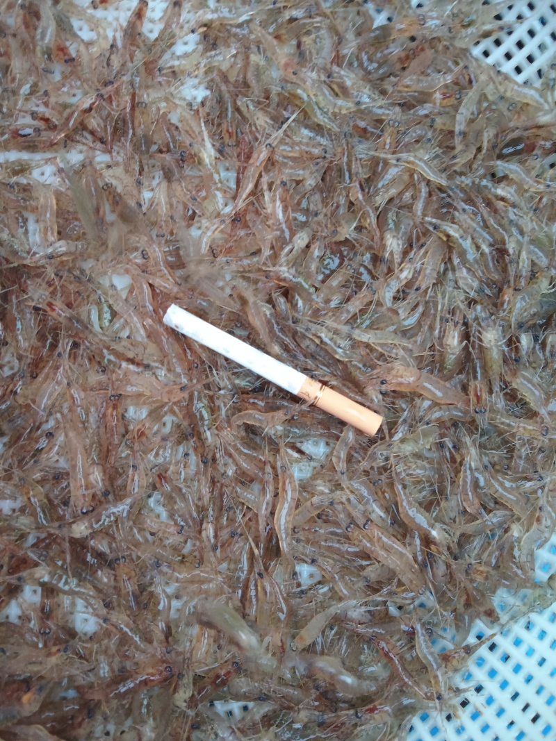 正宗贵州北盘江。生态河虾活虾